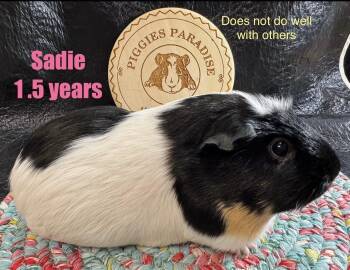 Rescue Short Haired Guinea Pigs for Adoption in Red Oak, Iowa - Sadie | PetCurious